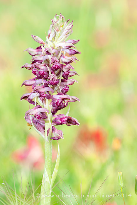 Anacamptis coriophora